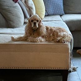 BOZY - Cocker Spaniel