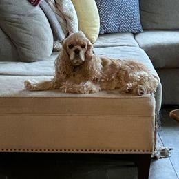 BOZY - Cocker Spaniel