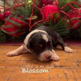 Blossom - Black tri-color female Aussiedoodle puppy in Cartersville, Georgia from Simply Blessed Doodles