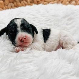 Lula - Parti female Goldendoodle puppy in Iola, Texas from Supreme Doodles of Texas