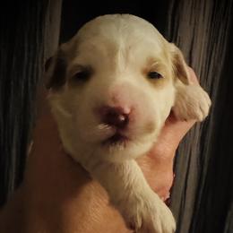 Vixen - Blenheim female Cavapoo puppy in Bradenton, Florida from Christianna’s Mini Goldendoodles