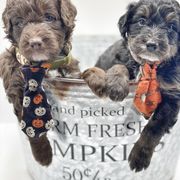 Bernedoodle, Bordoodle, and Poodle Puppies from Divine Doodles