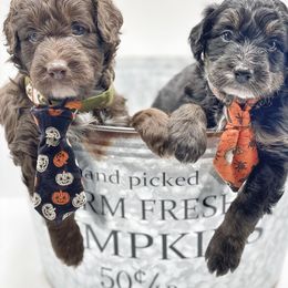 Bernedoodle, Bordoodle, and Poodle Puppies from Divine Doodles