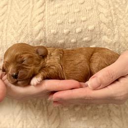 Girl 1 - Red female Cavapoo puppy in Kalamazoo, Michigan from Sleeping Bear Kennels