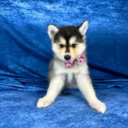 Boy 1 (lighter) - Black and white male Pomsky puppy in Leesburg, Virginia from Capital Poms & Pomskies
