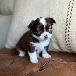 Sox -4250 - Chocolate and white male Chihuahua puppy in Beaumont, Texas from Down south pups