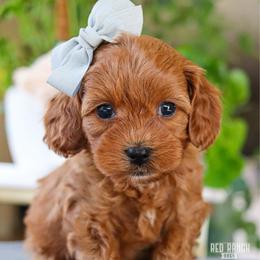 Winnie - Red female Cavapoo puppy in Salado, Texas from Red Ranch Dogs