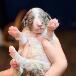Sage - Parti male Goldendoodle puppy in Macclenny, Florida from Baker County Goldendoodles