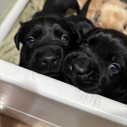 Walter - Black male Labrador Retriever puppy in Mesa, Arizona from Merakxel Kennels