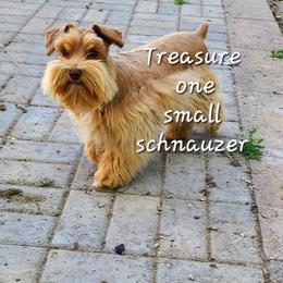 Treasure - Miniature Schnauzer