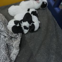 Border Collie and Jack Russell Terrier Puppies from CP FARMS BORDER COLLIES N JACKS CORP