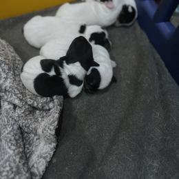 Border Collie and Jack Russell Terrier Puppies from CP FARMS BORDER COLLIES N JACKS CORP