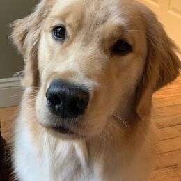 Golden Retriever Puppies from Davis Pond Goldens
