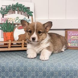 Ned - Sable male Pembroke Welsh Corgi puppy in Oak City, Utah from Shells’ Corgis
