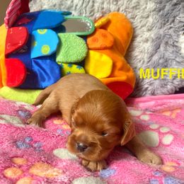 Muffin - Ruby female Cavalier King Charles Spaniel puppy in Bluffton, South Carolina from Fiddlers Green Cavaliers