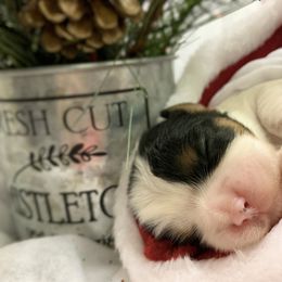 Cavalier King Charles Spaniel Puppies from Cassie’s Cavaliers