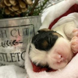 Cavalier King Charles Spaniel Puppies from Cassie’s Cavaliers