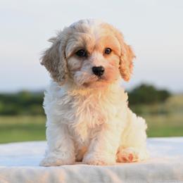 Ollie - Blenheim male Cavapoo puppy in Lawton, Oklahoma from Lindsey’s Cavies