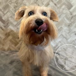 Violet - Miniature Schnauzer