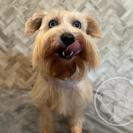 Violet - Miniature Schnauzer
