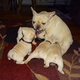 Boxer and French Bulldog Puppies from Galaxy Boxers & French Bulldogs