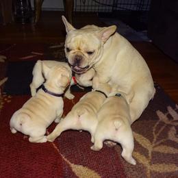 Boxer and French Bulldog Puppies from Galaxy Boxers & French Bulldogs