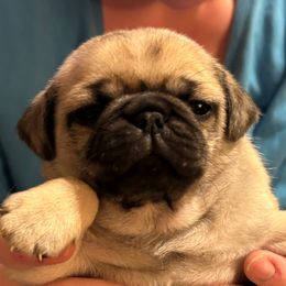 Cindy (orange collar) - Fawn female Pug puppy in Morgantown, West Virginia from Groovy Pugs