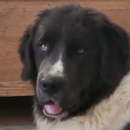 Dolly - Newfoundland