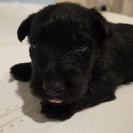 Male3 - Black male Scottish Terrier puppy in Conroe, Texas from Scotch McLaren Terriers
