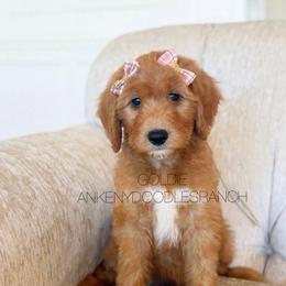 GOLDIE PRICE REDUCED - Apricot female Goldendoodle puppy in Independence, Oregon from ANKENY DOODLES