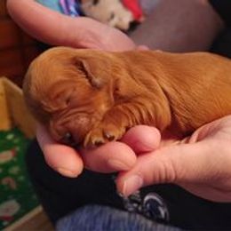 Cavapoo Puppies from Jessie's Puppies