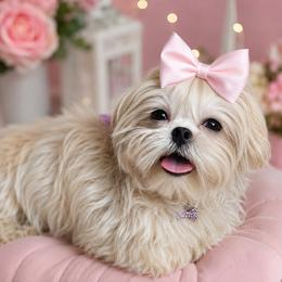 Amara - Cream and white female Shih Tzu puppy in Riverside, California from Be Dazzled Shihtzu