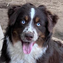 Jet - Miniature American Shepherd