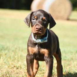 Cannon - Red and rust male Doberman Pinscher puppy in Overton, Texas from Obsidian Kennel