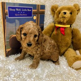 "Dayton" Goldendoodle Puppies from Ming’s Dynasty Doodles