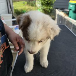 Australian Shepherd Puppies from Starlit Grove Australian Shepherds