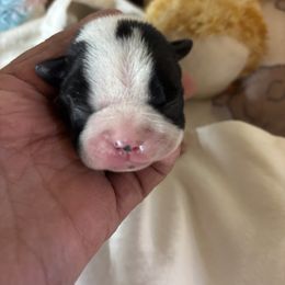 Samson - Black and white male Boston Terrier puppy in Alabama from Southern Bulldogs