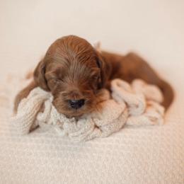 Dill - Red  male Goldendoodle puppy in Georgia from Mother of Golden Doodles