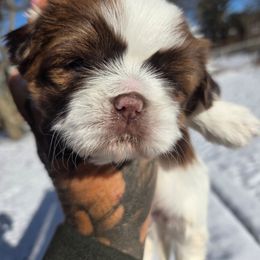 Legend - Liver and white male Shih Tzu puppy in Warren, Michigan from Danielle's Yorkie & Shih Tzu Babies