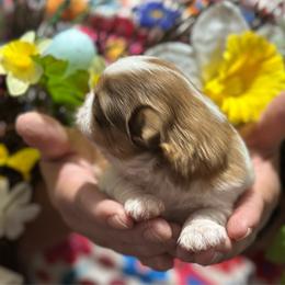 CKC Girl 1 - Gold and white female Shih Tzu puppy in Houston, Texas from Paws n Claws