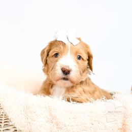 White - Apricot female Goldendoodle puppy in Platteville, Wisconsin from Beck Kennel