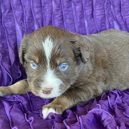 Boy 1 - Miniature Australian Shepherd puppy in Paris, Texas from Kuttin’ Up Mini Aussies