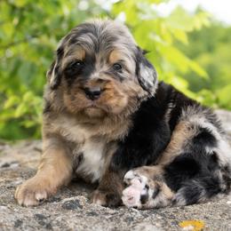 Alaric - Tri-color male Bernedoodle puppy in Pulaski, Tennessee from My Fair Doodles