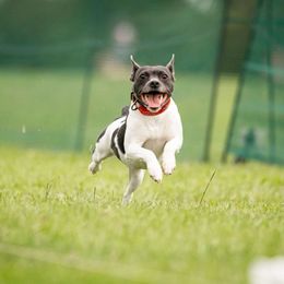 Riot - Rat Terrier