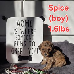 Spice - Sable male Poodle puppy in Taylors, South Carolina from Sosebees toy & mini poodles