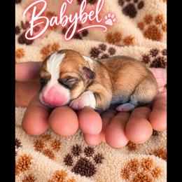 Babybel - Sable and white female American Corgi puppy in Oak Harbor, Washington from Blackberry Hill Corgis