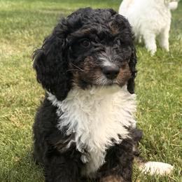Boy 4 - male Bernedoodle puppy in Wayland, Michigan from Gun Lake Bernedoodles