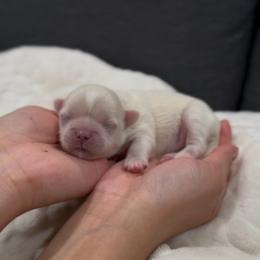 Iridescent Pear - Cream and white male Shih Tzu puppy in Cedar Hill, Texas from Puppy Paper House