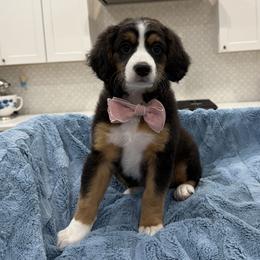 Penelope - Tri-color female Bernedoodle puppy in Herriman, Utah from Rose canyon doodles