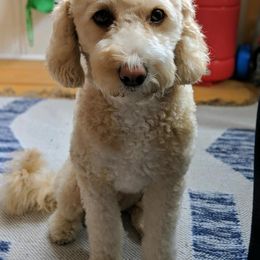 Goldendoodle All Grown Up from Stay Golden